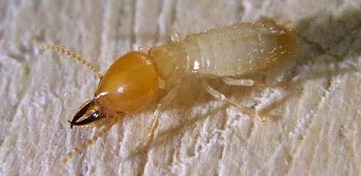 Formosan subterranean termite